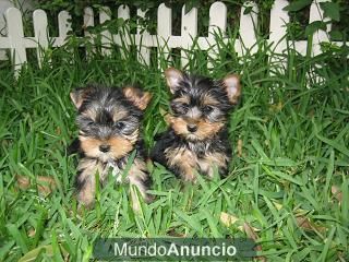 YORKSHIRE TERRIER PRECIOSOS A DESDE 300 EUROS