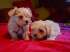 CACHORRA BICHON MALTES - mejor precio | unprecio.es