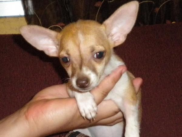 Chihuahua miniatura pedigree 600 euros