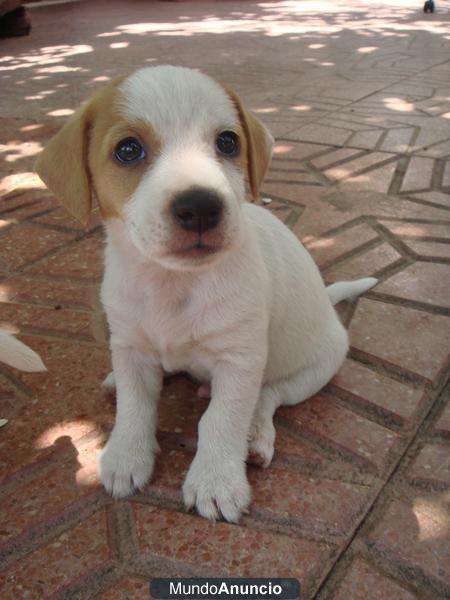 JACK RUSSELL TERRIER