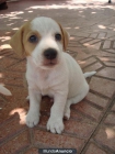 JACK RUSSELL TERRIER - mejor precio | unprecio.es