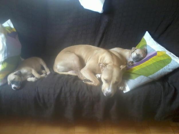 Se vende cachorros de American Pitbull Terrier
