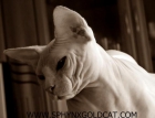 Sphynx gatos sin pelo - mejor precio | unprecio.es