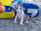 Vendo pit bull --american stanford - mejor precio | unprecio.es