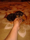 vendo yorkshire machos y hembras toy 400 - mejor precio | unprecio.es