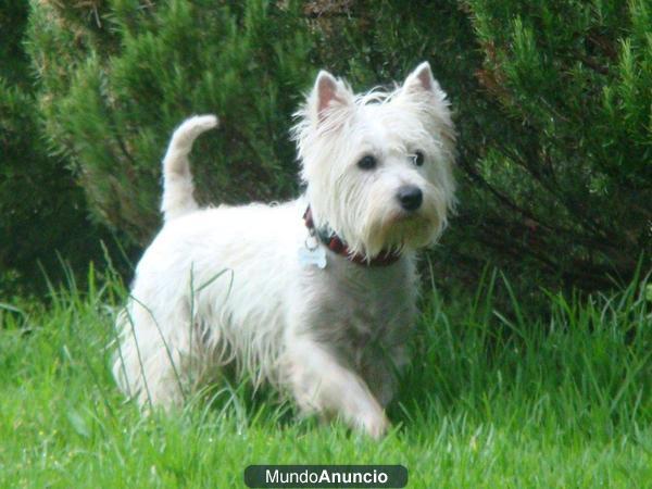 WESTY GUAPISIMO BUSCA HEMBRA PARA MONTA