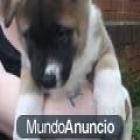regalo Inglés cachorros bulldog, ambos, 1-3 meses - mejor precio | unprecio.es