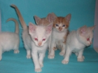 Adopcion gatitos preciosos - mejor precio | unprecio.es