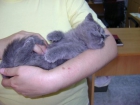 British Shorthair Azules - mejor precio | unprecio.es