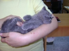 British Shorthair Azules - mejor precio | unprecio.es