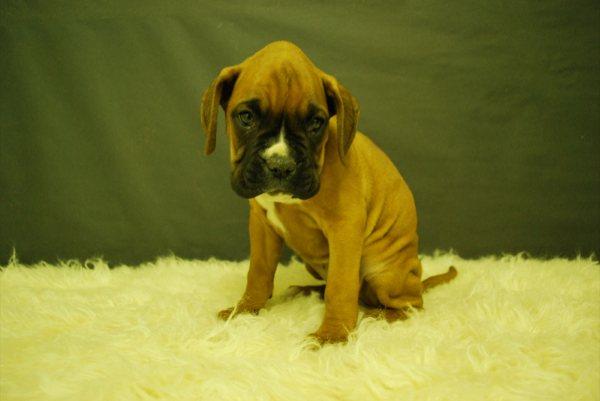 Cachorros Boxer de pura raza.