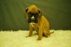 Cachorros Boxer de pura raza. - mejor precio | unprecio.es