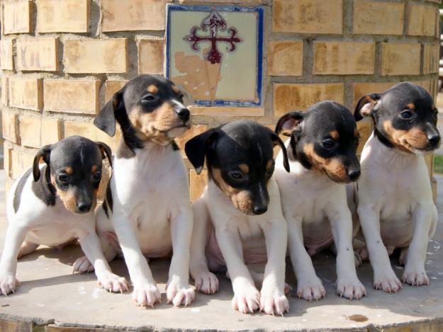 CACHORROS DE RATONERO BODEGUERO ANDALUZ 50€