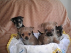 Cachorros mestizos de chihuahua con yorkshay - mejor precio | unprecio.es