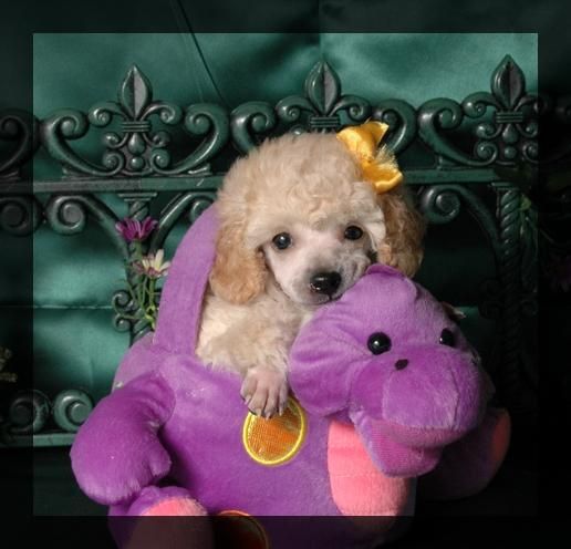 Compro cachorro...