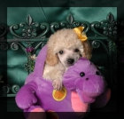 Compro cachorro... - mejor precio | unprecio.es