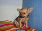 hermosos cachorros de Chihuahua. - mejor precio | unprecio.es