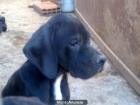 POINTER CACHORRO CON 3 MESES - mejor precio | unprecio.es