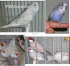 Se venden aves - mejor precio | unprecio.es