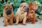 Shar-pei, son unos cachorros increibles - mejor precio | unprecio.es