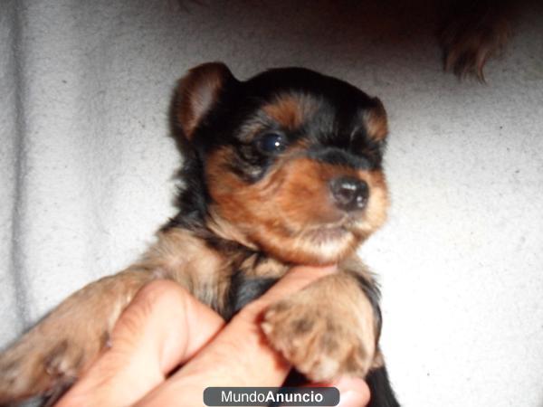 vendo cachorros de yorkshire