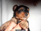 vendo cachorros de yorkshire - mejor precio | unprecio.es