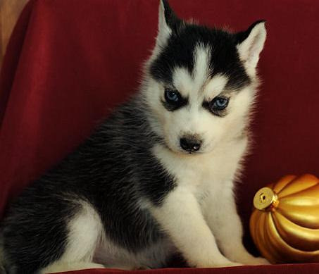 magníficos ojos azules siberiano husky cachorros para un hogar de cuidado