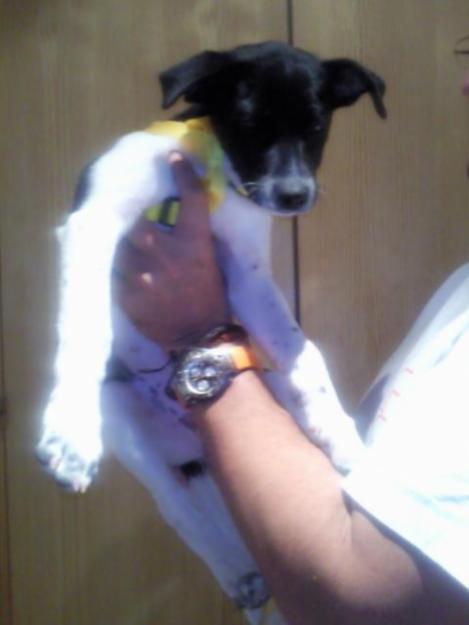 Cachorra 4 meses en adopcion