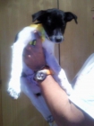 Cachorra 4 meses en adopcion - mejor precio | unprecio.es