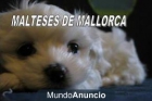 CACHORRITOS MALTESES PURA RAZA DE MALLORCA TEL 696173083 - mejor precio | unprecio.es