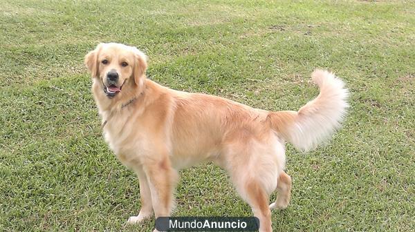 Golden Retriever para monta,,,(padres y abuelos campeones).