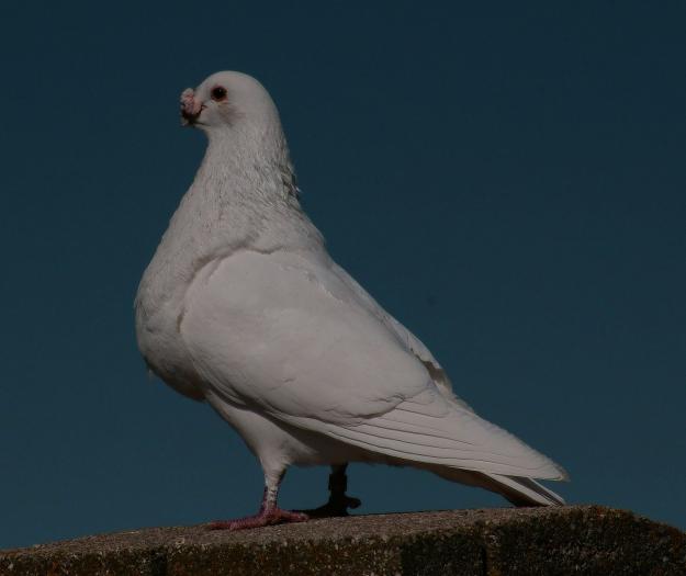 palomas raza jiennense, gorguero, marteño
