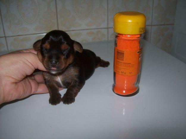 preciosos cachorritos yorkshire muy economicos
