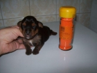 preciosos cachorritos yorkshire muy economicos - mejor precio | unprecio.es