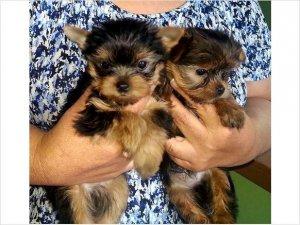 Regalo Yorkie cachorros