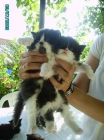 vendo gatitos persas - mejor precio | unprecio.es