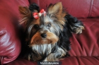 YORKSHIRE PERRITA GUAPISIMA BUSACA NOVIO - mejor precio | unprecio.es