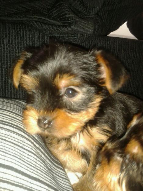 Yorkshires de 1 mes y medio
