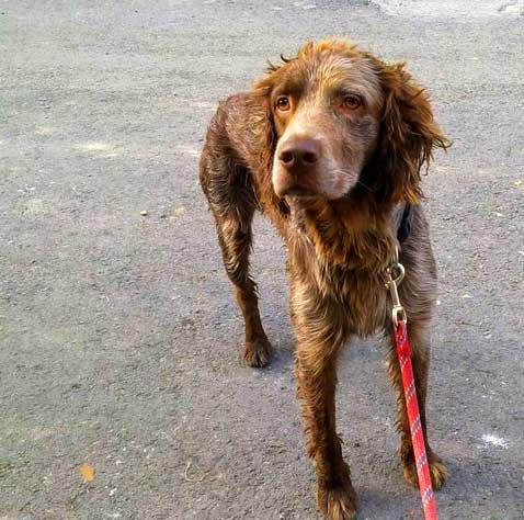 ¡KOIKILI TE ESTA ESPERANDO! ¿LE DAS UN HOGAR?