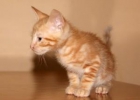 4 gatitos de dos meses - mejor precio | unprecio.es