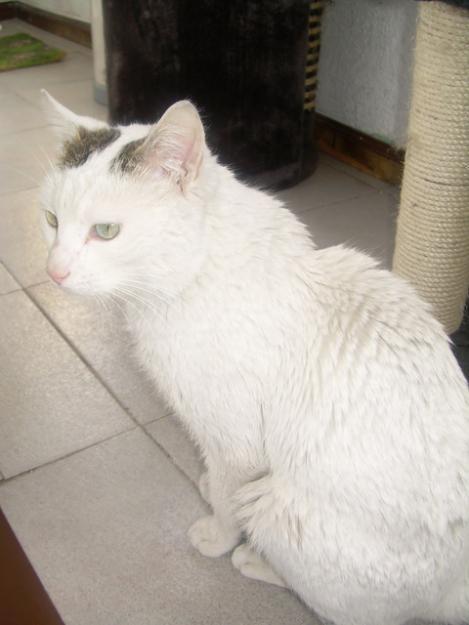 BLANKITO, gatito especial precisa adoptante especial que le ayude a olvidar