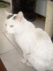 BLANKITO, gatito especial precisa adoptante especial que le ayude a olvidar - mejor precio | unprecio.es