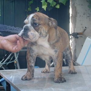 Cachorro Bulldog Inglés