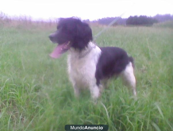 EPAGNEUL BRETON DISPONIBLE PARA MONTAS, EXTRAORDINARIO PEDIGREE