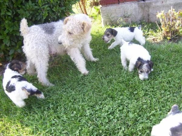 FOX TERRIER 250 EUROS