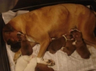 impresionantes cachorros de boxer con dos meses - mejor precio | unprecio.es