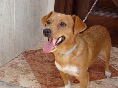 Natilla, perrita 8 meses conviviendo con drogadictos