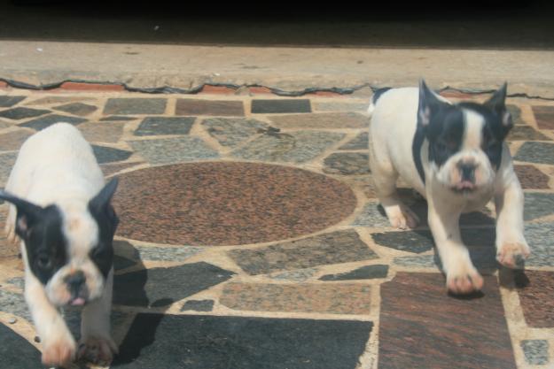 Particular vende 2 bulldog frances hembras