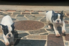 Particular vende 2 bulldog frances hembras - mejor precio | unprecio.es