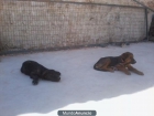 se ragalan 2 perritos - mejor precio | unprecio.es